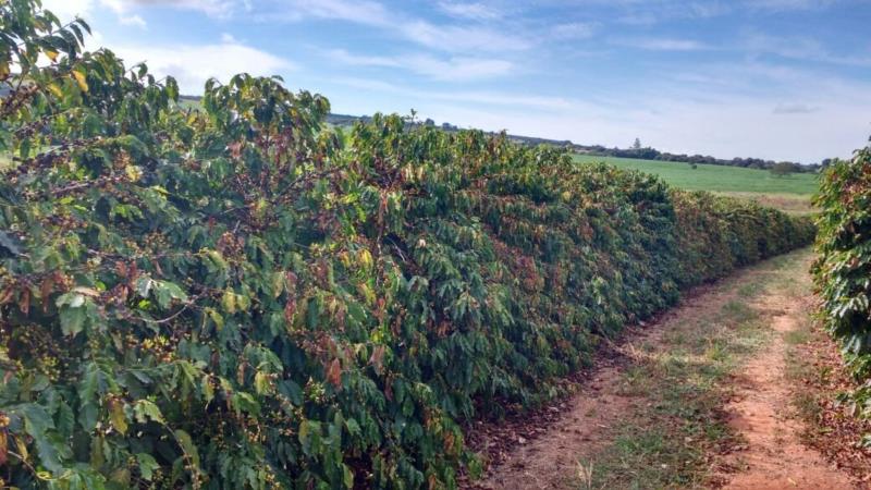 Tempo seco desafia floradas em cafezais de Minas Gerais