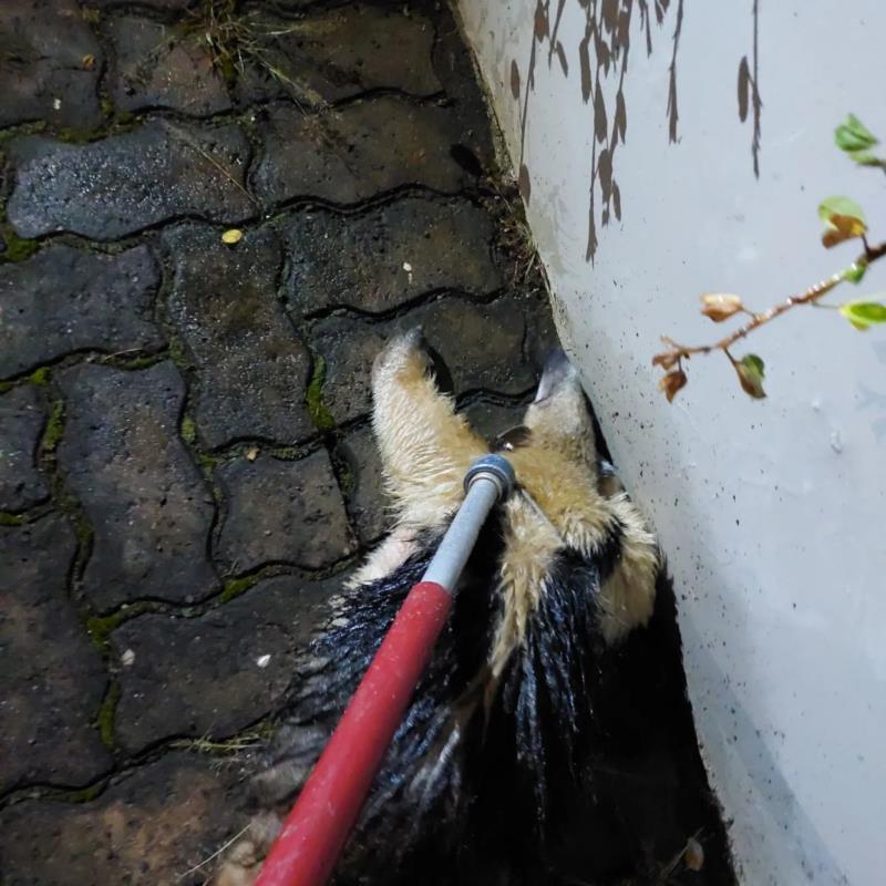 Tamanduá-mirim é capturado pelos Bombeiros no pátio da Chevrolet em Guaxupé 