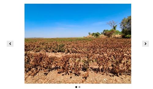 Seca castiga lavouras de café em Minas