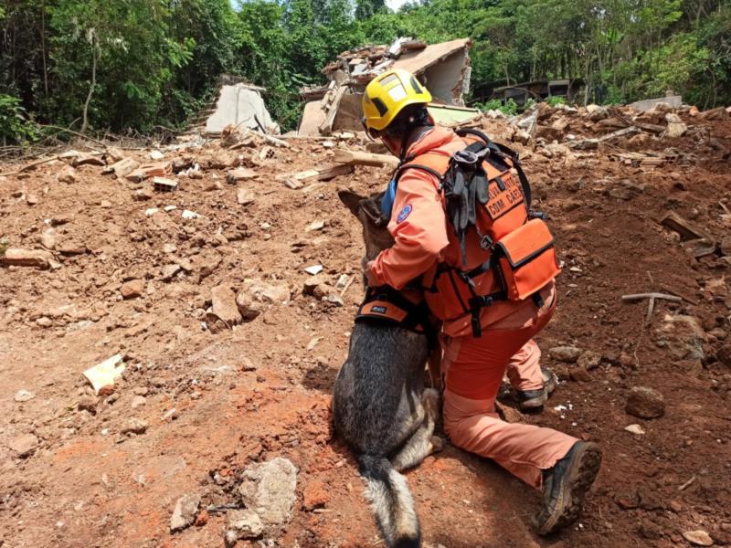 Cães dos bombeiros agilizam resgate e salvamento de vidas em Minas e em outros estados