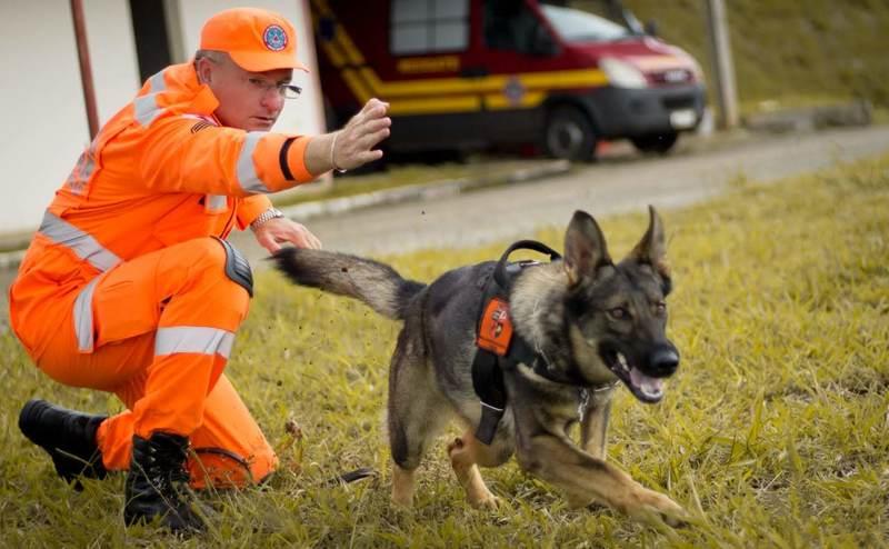 Cães dos bombeiros agilizam resgate e salvamento de vidas em Minas e em outros estados