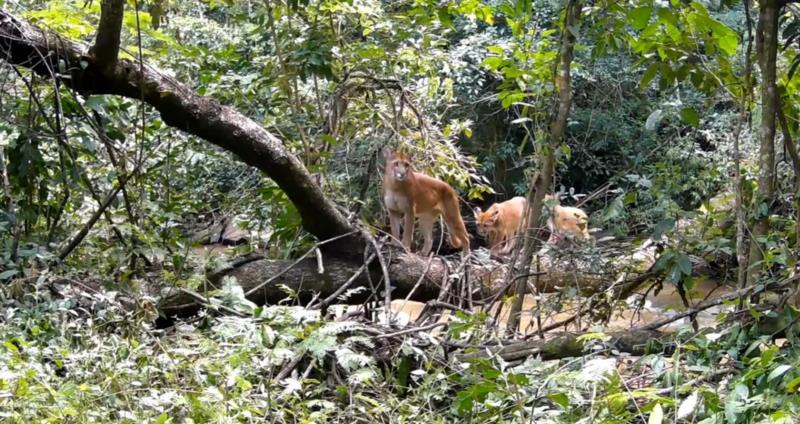 Família de onças é flagrada por câmera instalada por morador em mata de Arceburgo 