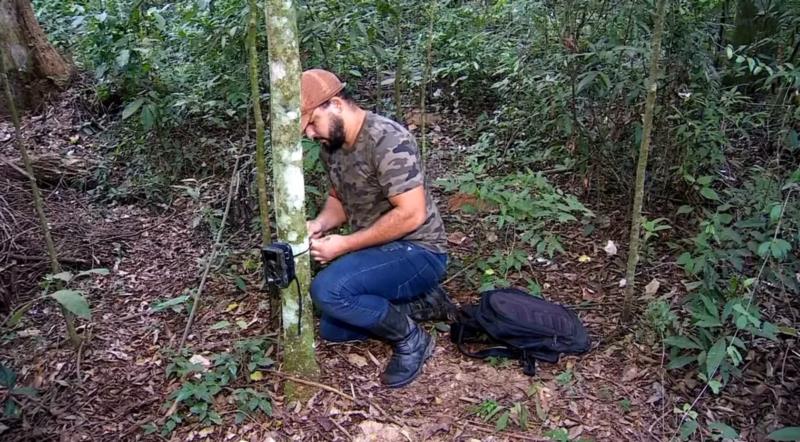 Família de onças é flagrada por câmera instalada por morador em mata de Arceburgo 