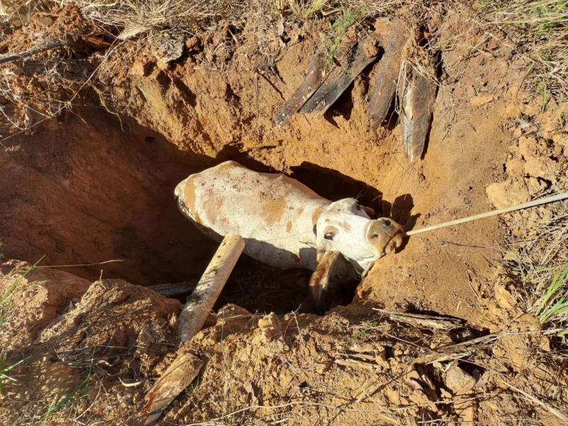 Vaca cai em buraco na zona rural de Guaxupé e é resgatada pelos Bombeiros 