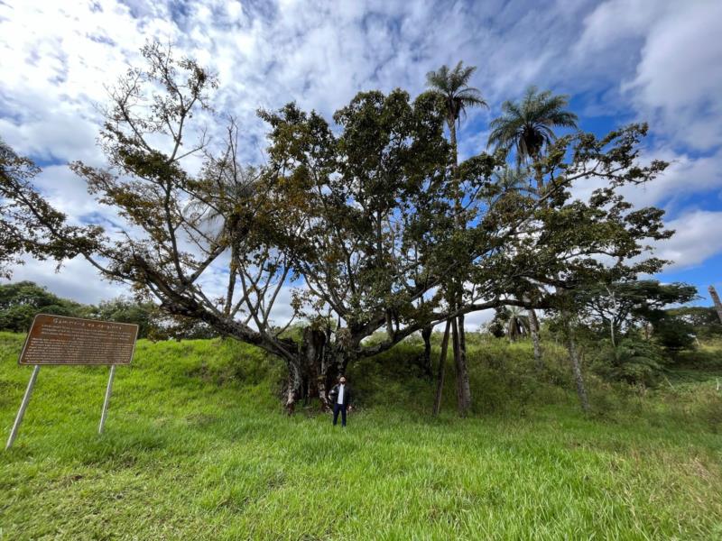 Pesquisa da UFLA, em parceria com outras instituições, busca clonar árvore-símbolo da Conjuração Mineira