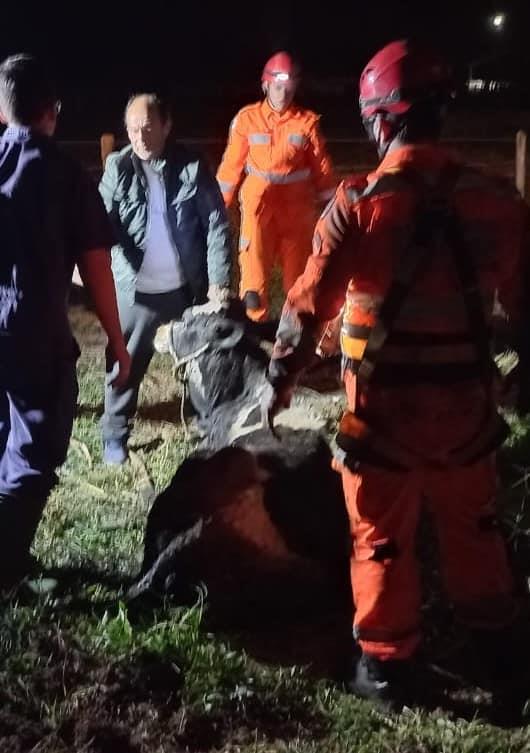 Bombeiros resgatam vacas que caíram em fossa desativada no Ifsuldeminas, sendo que uma delas morreu com a queda