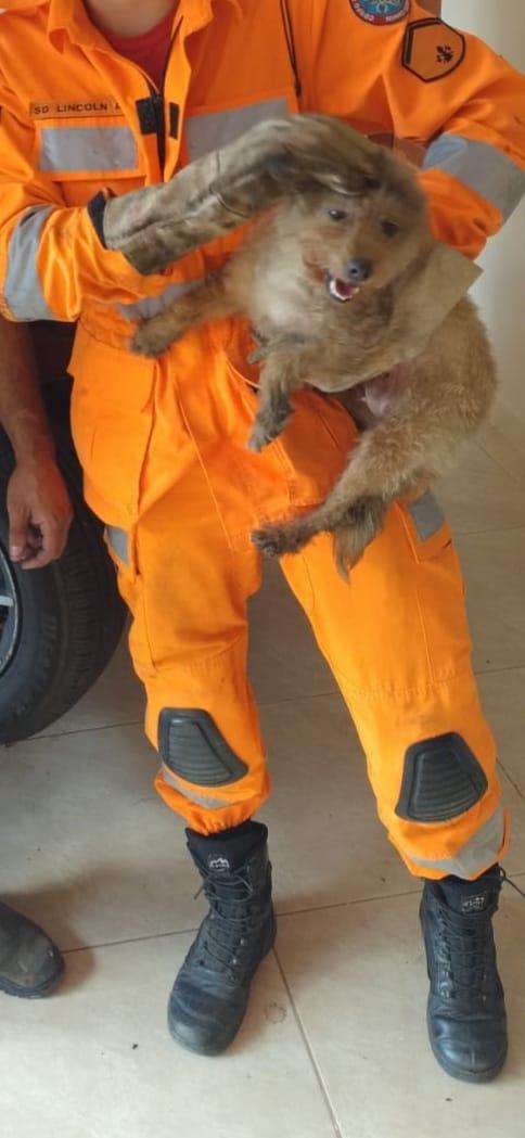 Em Guaxupé, Bombeiros resgatam canina presa em motor de veículo 