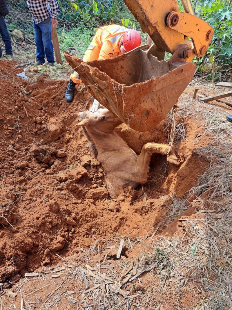 Bombeiros resgatam equino que caiu em buraco em Muzambinho 