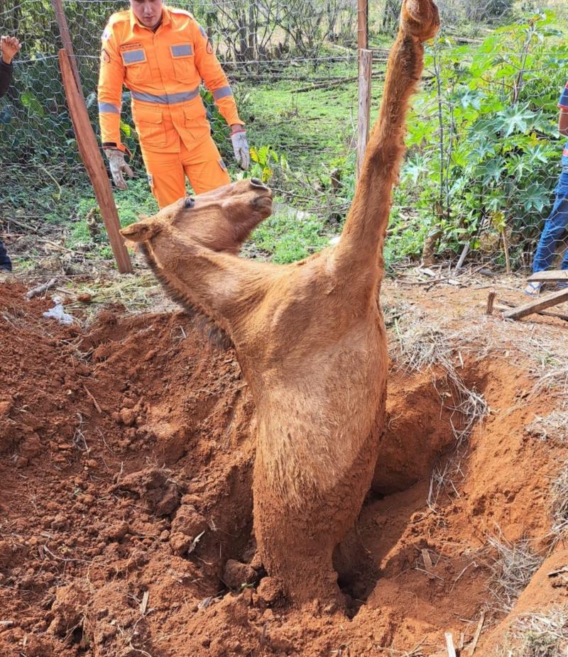 Bombeiros resgatam equino que caiu em buraco em Muzambinho 