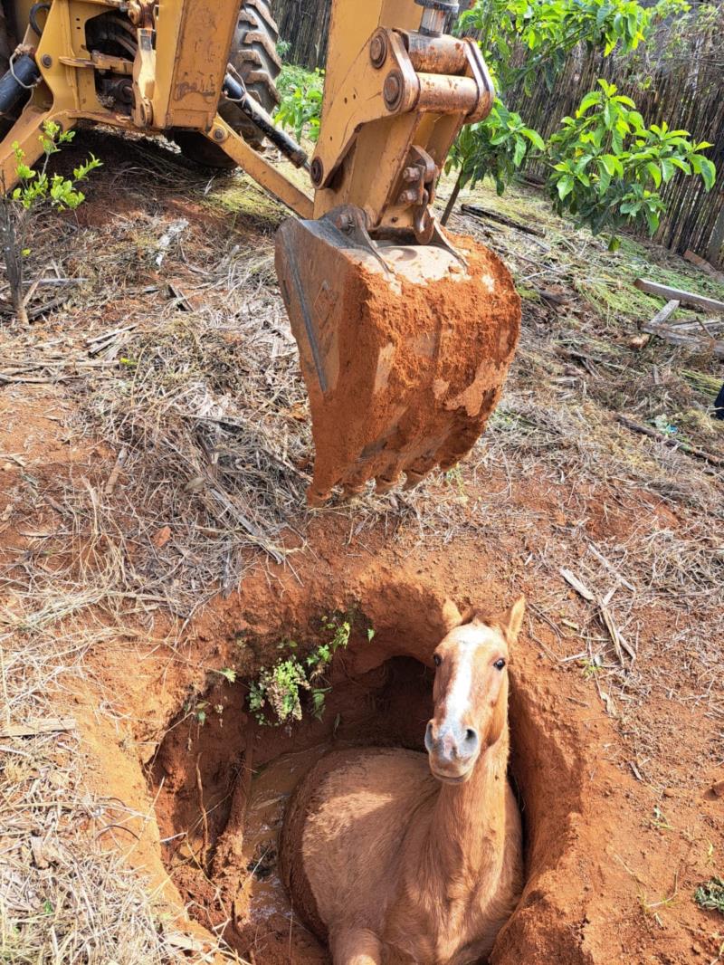 Bombeiros resgatam equino que caiu em buraco em Muzambinho 