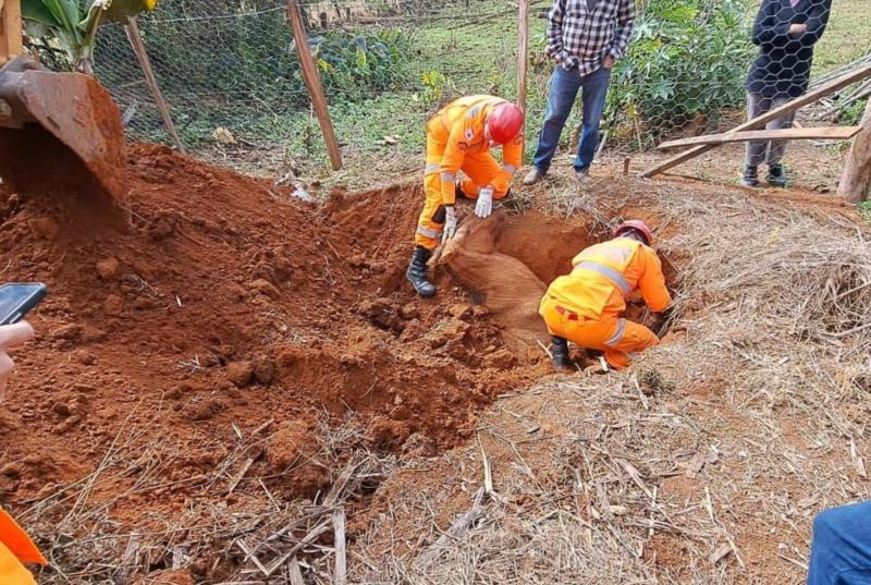 Bombeiros resgatam equino que caiu em buraco em Muzambinho 