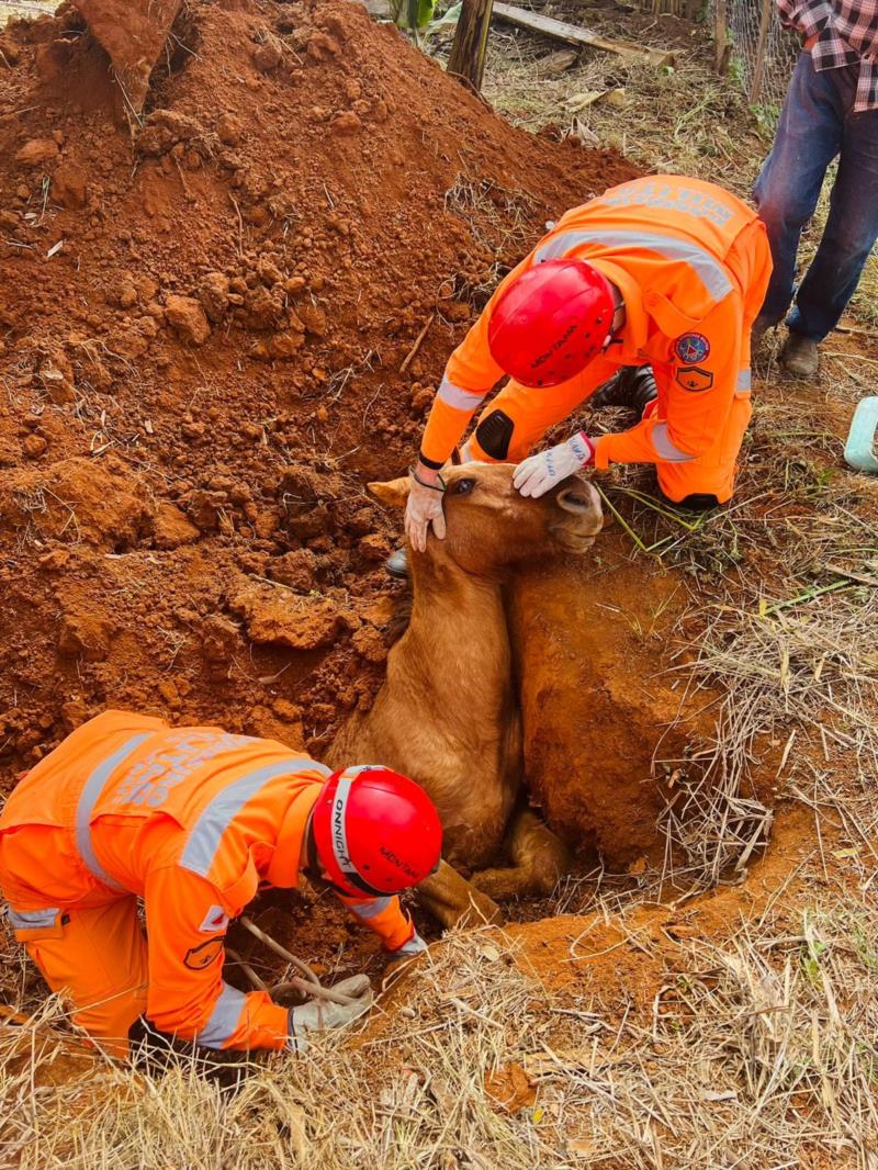 Bombeiros resgatam equino que caiu em buraco em Muzambinho 