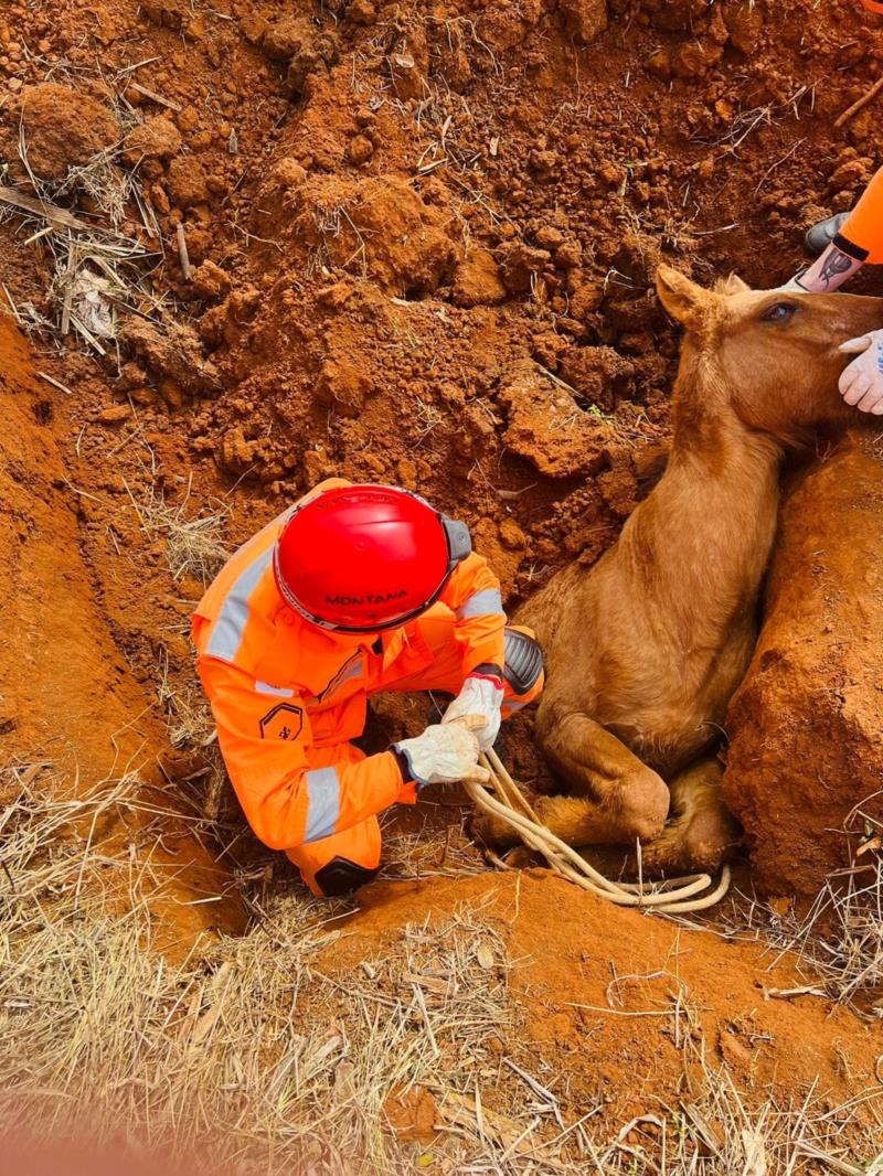 Bombeiros resgatam equino que caiu em buraco em Muzambinho 