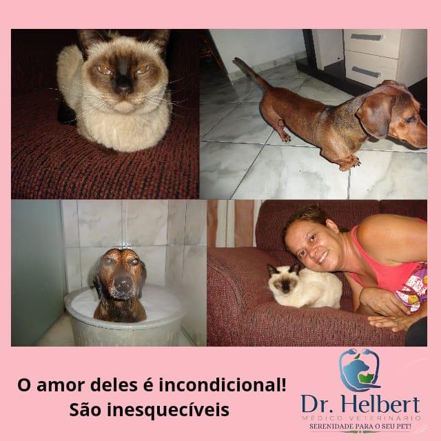 Aproveite o tempo com os seus pets...