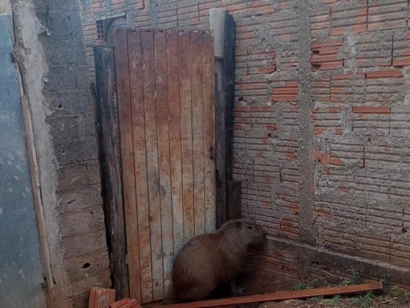 Capivara é resgatada de quintal de residência em Guaranésia 