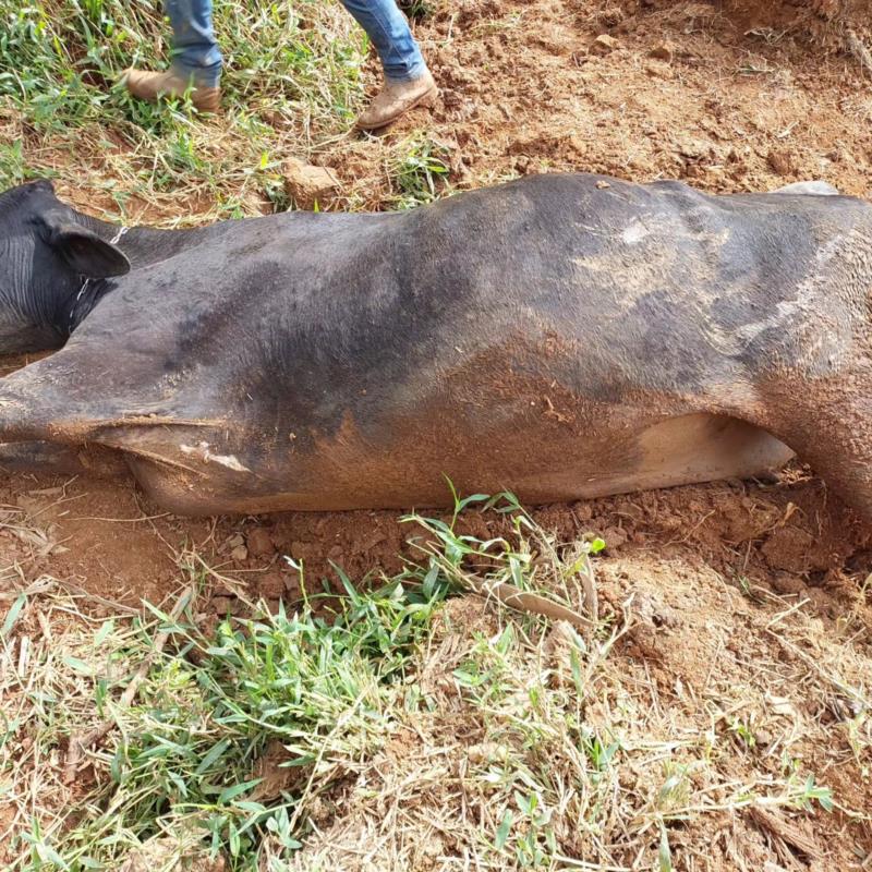 Vaca é resgatada de lamaçal dos fundos do Portal dos Nobres pelos Bombeiros 