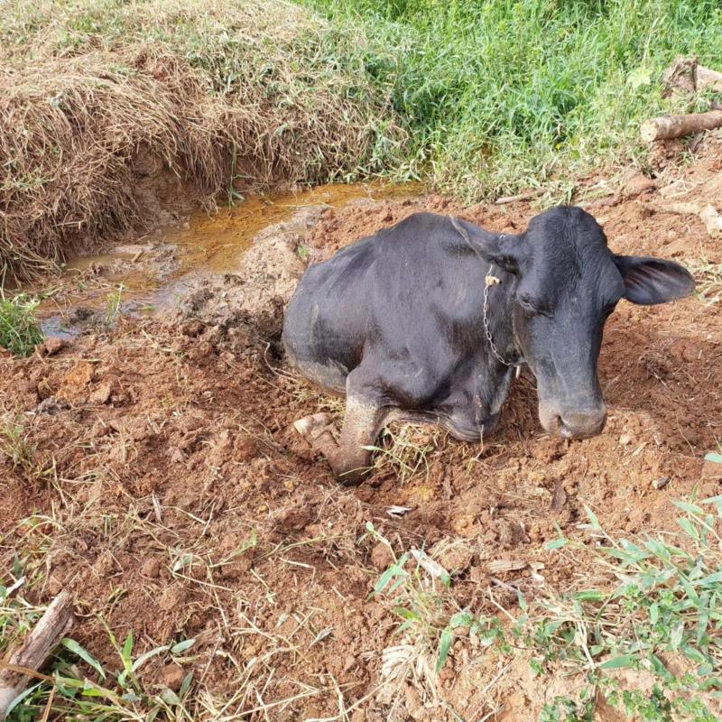 Vaca é resgatada de lamaçal dos fundos do Portal dos Nobres pelos Bombeiros 