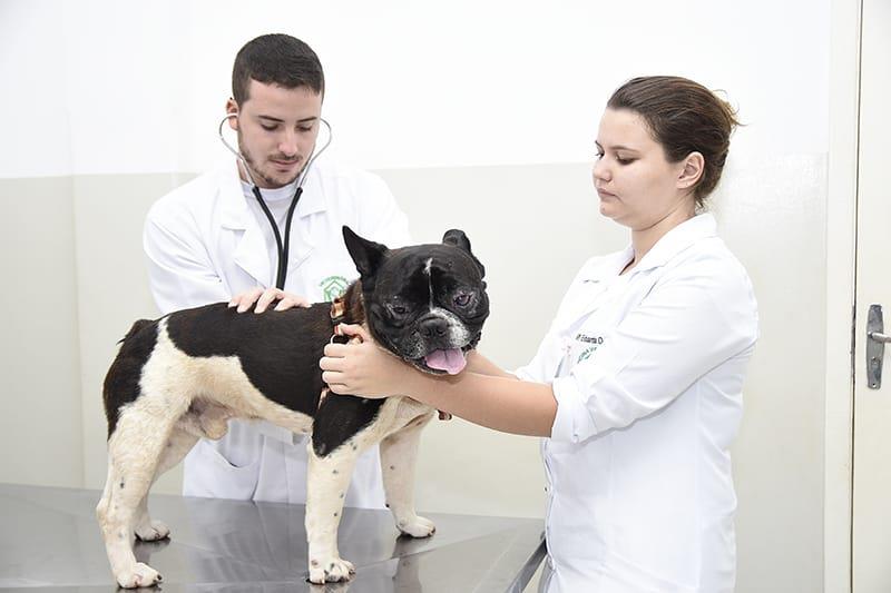 9 de Setembro - Dia do Médico Veterinário