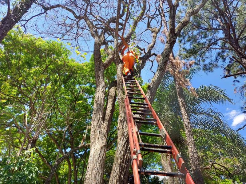 Bichos não dão trégua e bombeiros atendem três ocorrências no mesmo dia envolvendo animais