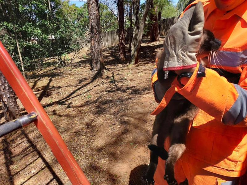 Bichos não dão trégua e bombeiros atendem três ocorrências no mesmo dia envolvendo animais