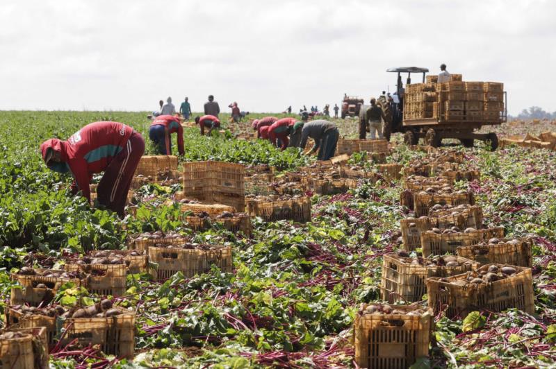 Setor agropecuário mineiro gera mais de 1,9 mil empregos com carteira em julho 