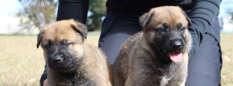 Confira o resultado da enquete que escolheu os nomes dos novos cães da Polícia Civil de Minas Gerais