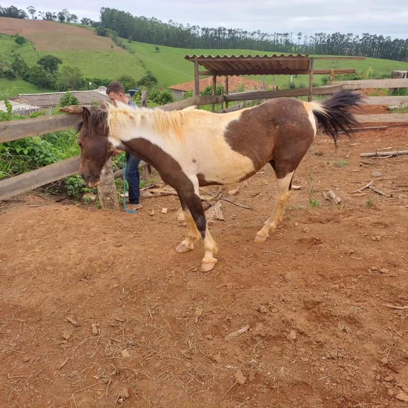 Pônei caído em valeta de 4 metros em Juruaia é resgatado pelos bombeiros 