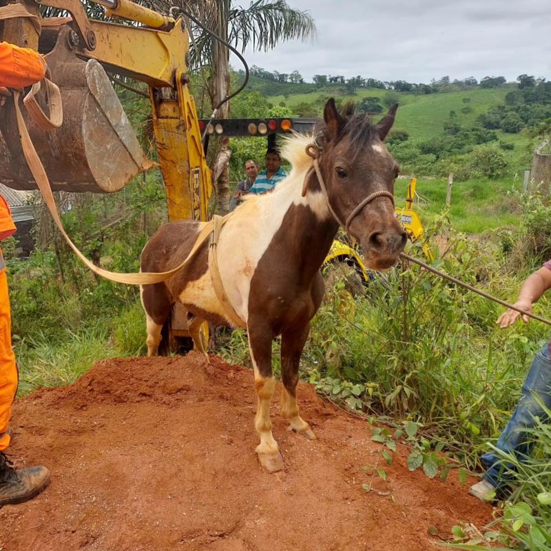 Pônei caído em valeta de 4 metros em Juruaia é resgatado pelos bombeiros 