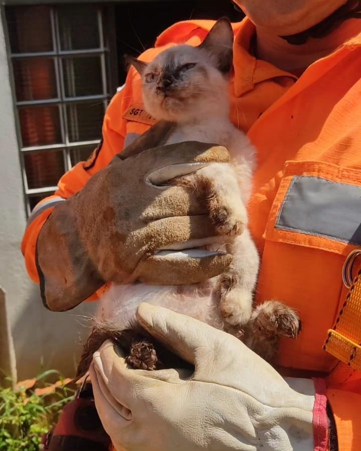 Em Guaxupé, gata é resgatada pelos Bombeiros após cair em poço desativado  