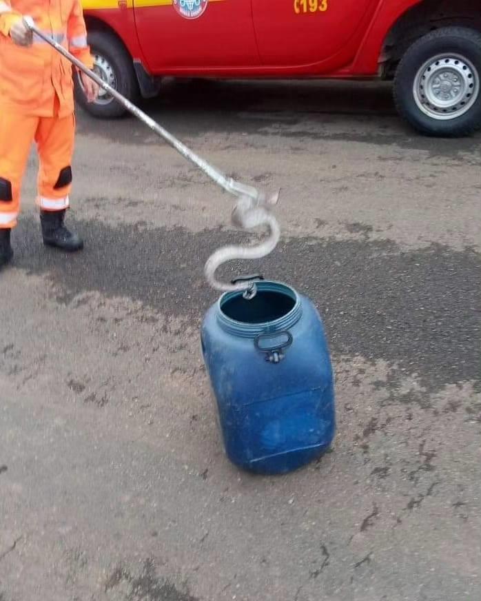 Jiboia é resgatada pelos bombeiros no quintal de uma casa em Guaranésia 