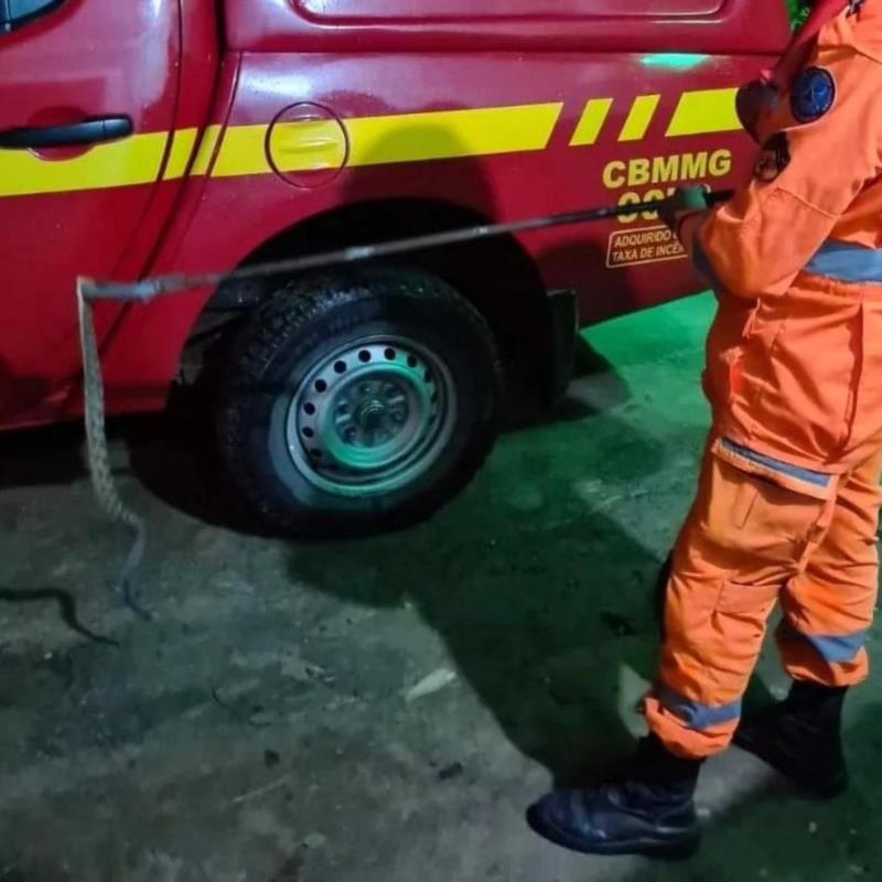 Cascavel de grande porte é capturada próximo ao quartel de Bombeiros em Guaxupé 