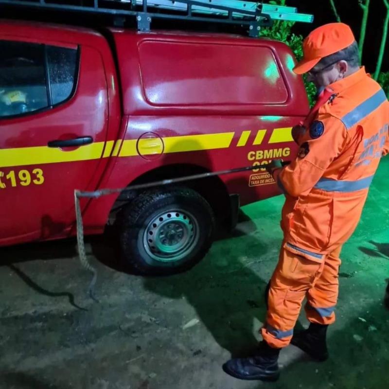 Animais resgatados em Guaxupé batem recorde neste ano 