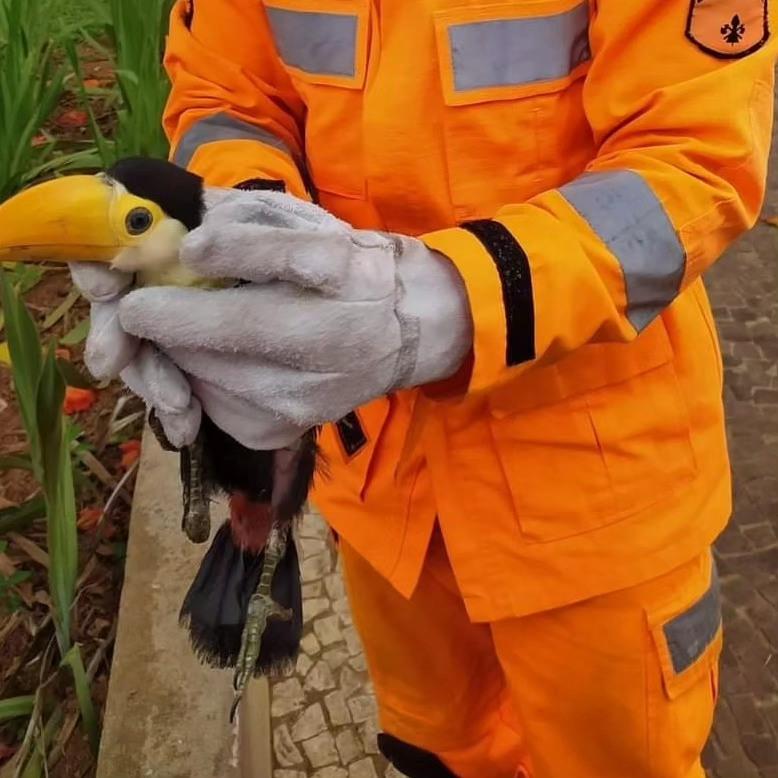 Animais resgatados em Guaxupé batem recorde neste ano 