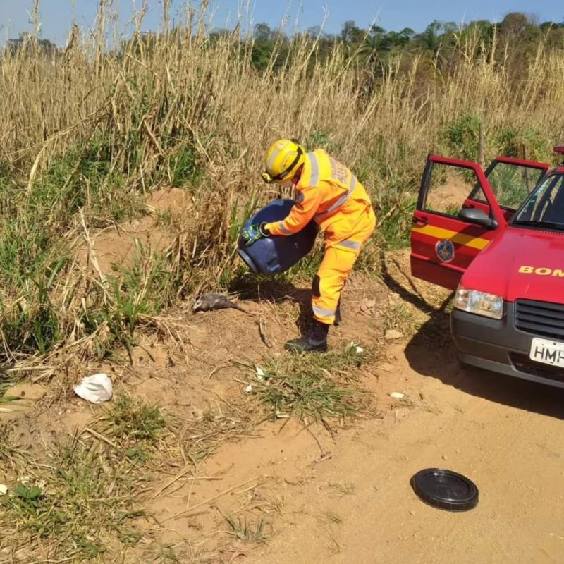 Animais resgatados em Guaxupé batem recorde neste ano 