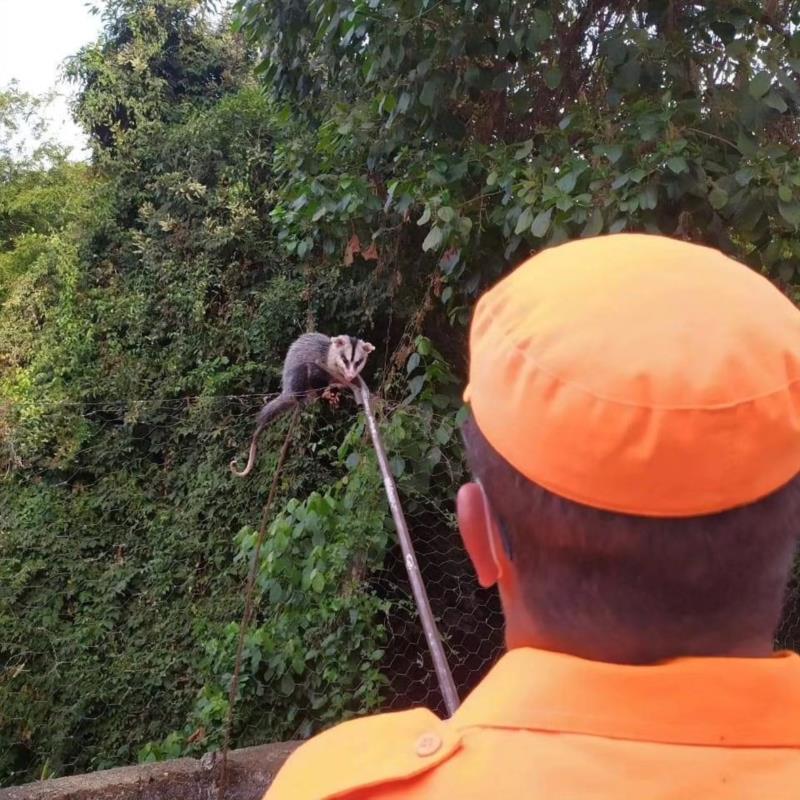 Animais resgatados em Guaxupé batem recorde neste ano 