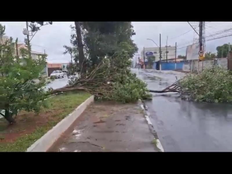 Vendaval provoca queda de árvores em vários bairros de Guaxupé 