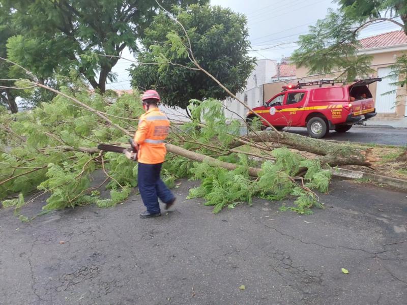 Vendaval provoca queda de árvores em vários bairros de Guaxupé 