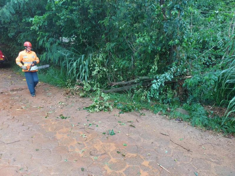 Vendaval provoca queda de árvores em vários bairros de Guaxupé 