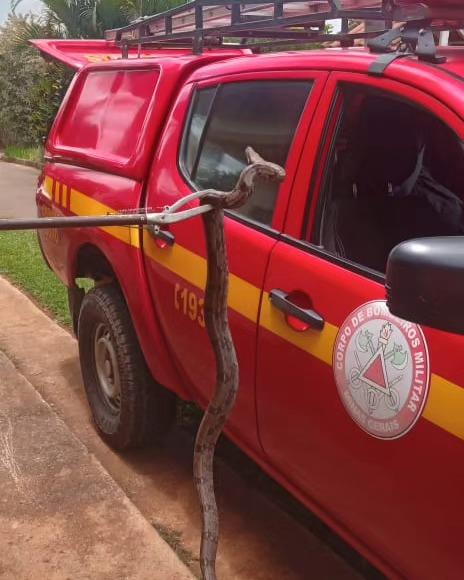 Bombeiros resgatam Jibóia perto de galinheiro em Guaxupé 