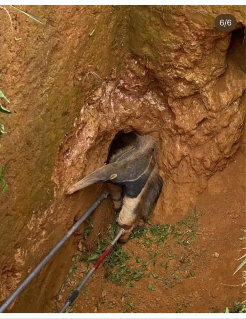 Bombeiros resgatam tamanduá que caiu em buraco na zona rural de Muzambinho 