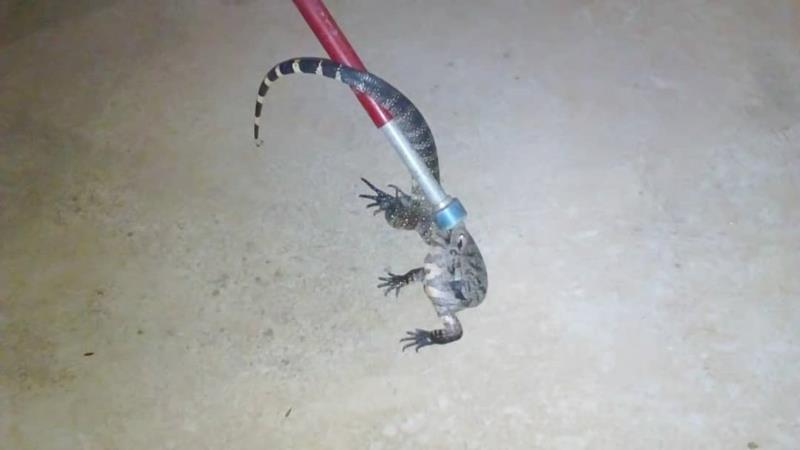 Em Guaxupé, Bombeiros capturam lagarto teiú na Nova Floresta