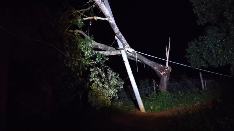 Em Muzambinho, árvore cai sobre poste e residência após forte chuva no final de semana 