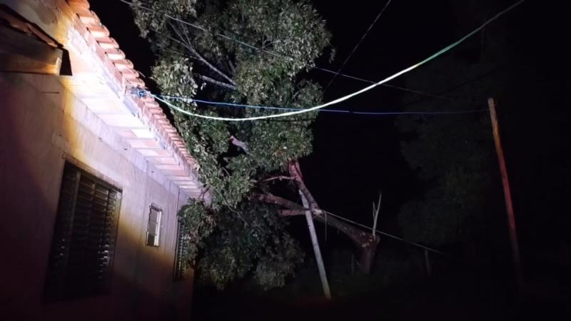 Em Muzambinho, árvore cai sobre poste e residência após forte chuva no final de semana 