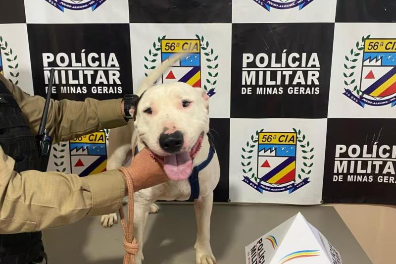 Tutor de Bull Terrier que matou cachorro com ‘bocada’ em SP é preso no Sul de Minas 