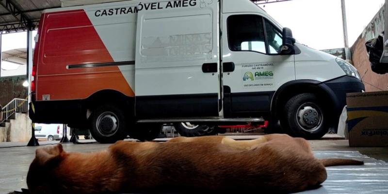 AMEG atinge 10.830 castrações de cães e gatos e bate meta em 2023