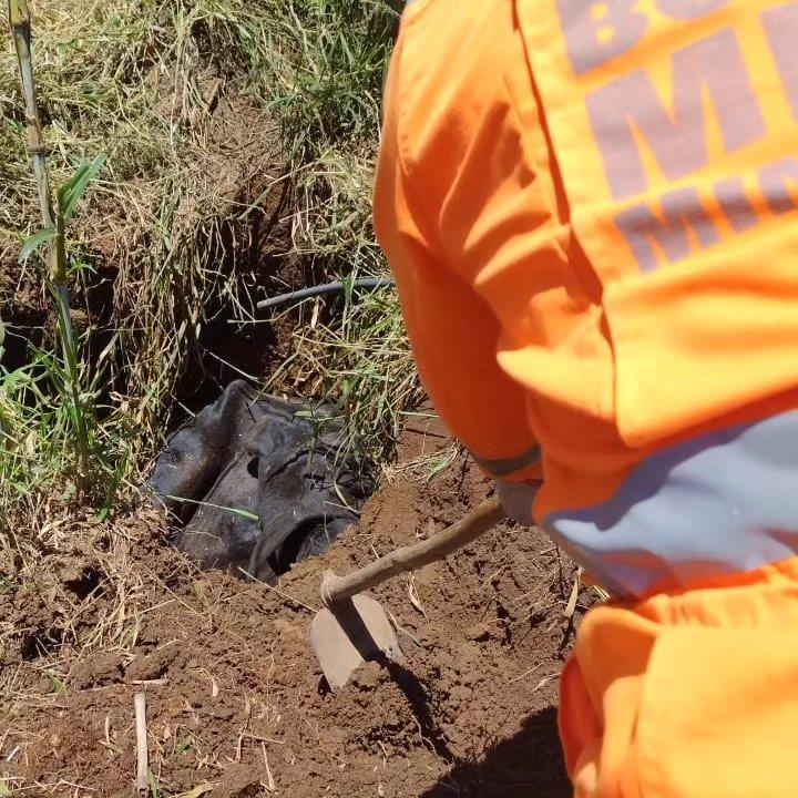 Vaca é resgatada de buraco de 1,5 m próximo a pesqueiro em Guaxupé 