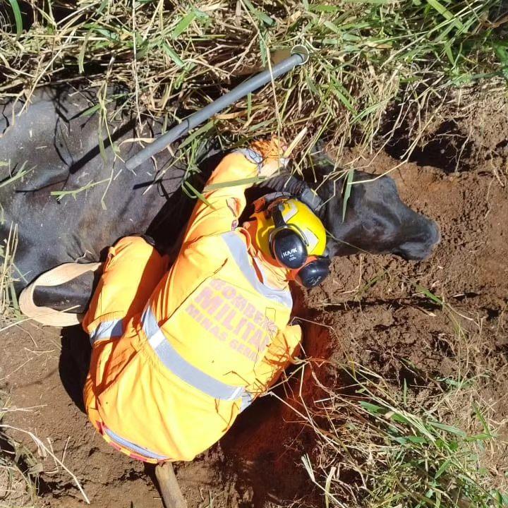 Vaca é resgatada de buraco de 1,5 m próximo a pesqueiro em Guaxupé 