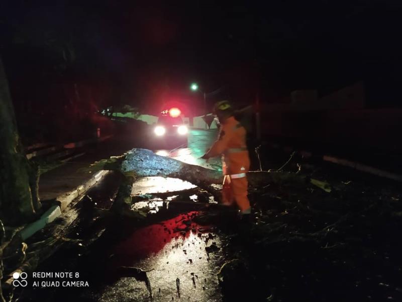 Em Guaxupé, árvore cai e obstrui rua