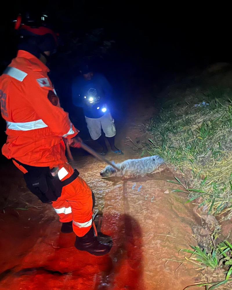 Cãozinho ilhado em brejo foi resgatado pelo Corpo de Bombeiros em Guaxupé 