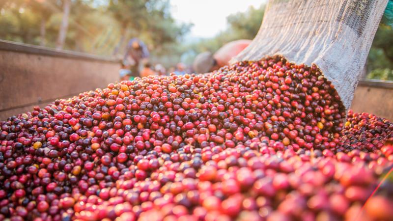 Varginha é a cidade que mais exportou café no Brasil em 2023